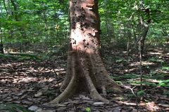 Margaritaria indica